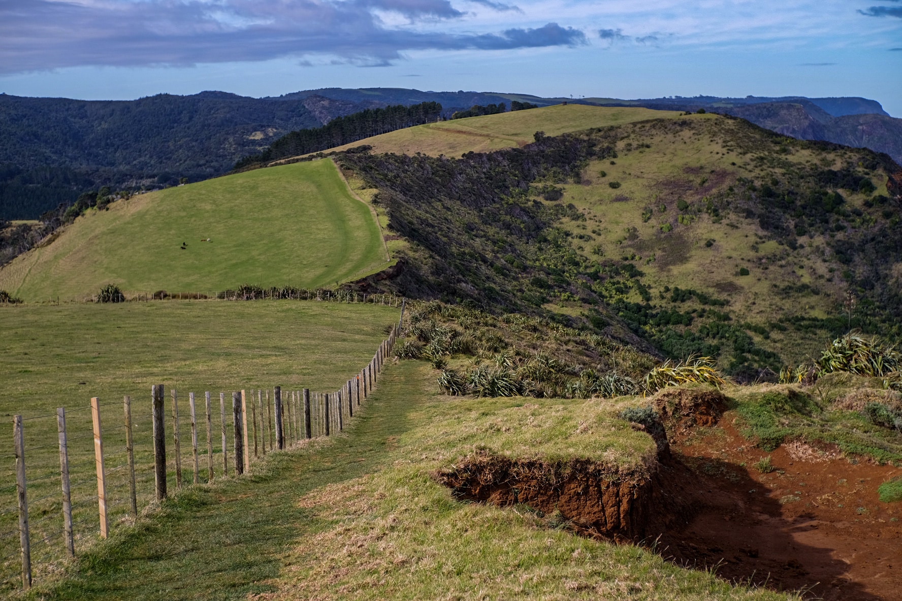 Te Henga Walkway