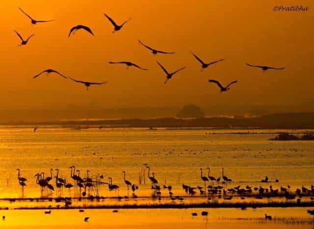 Bhigwan Bird Watching – The Flamingo World