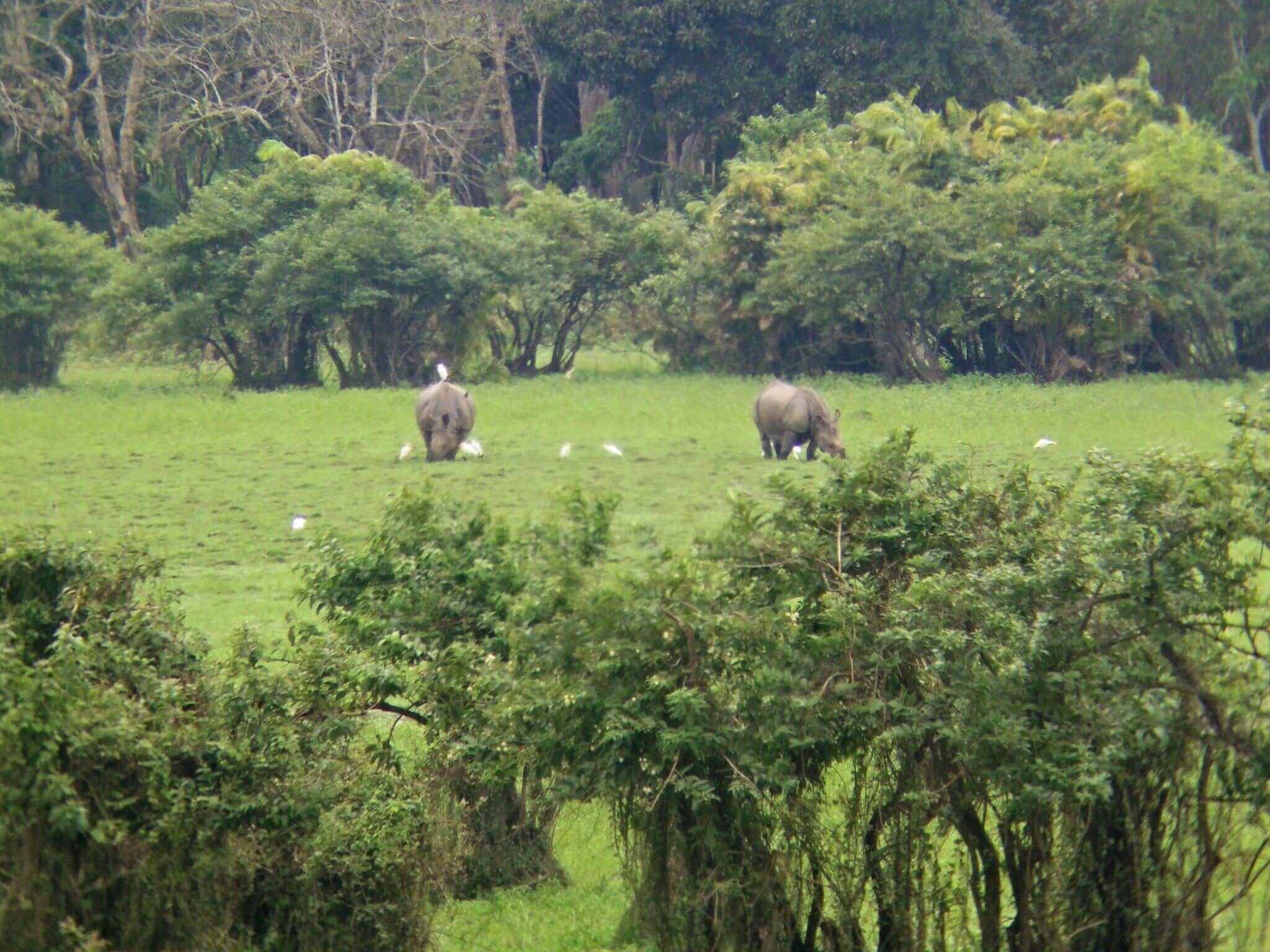 Kaziranga National Park – A Meet with Animals