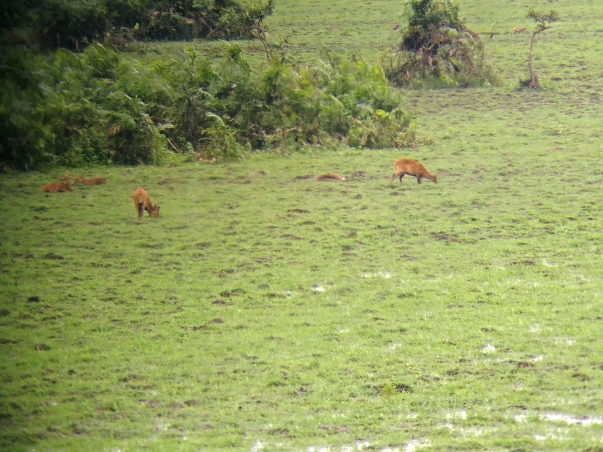 Kaziranga National Park – A Meet with Animals