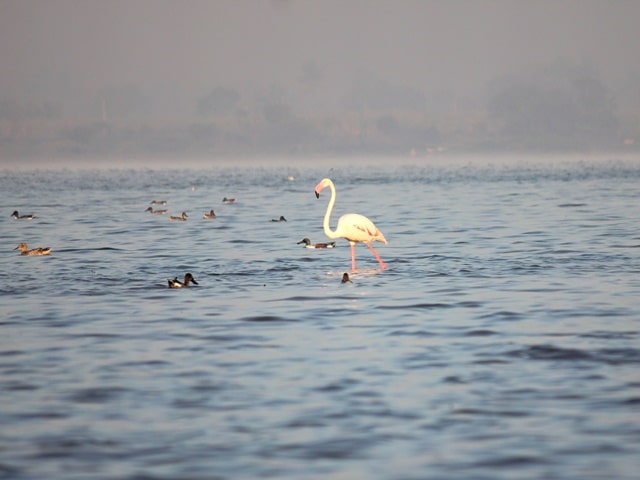 Bhigwan Bird Watching – The Flamingo World