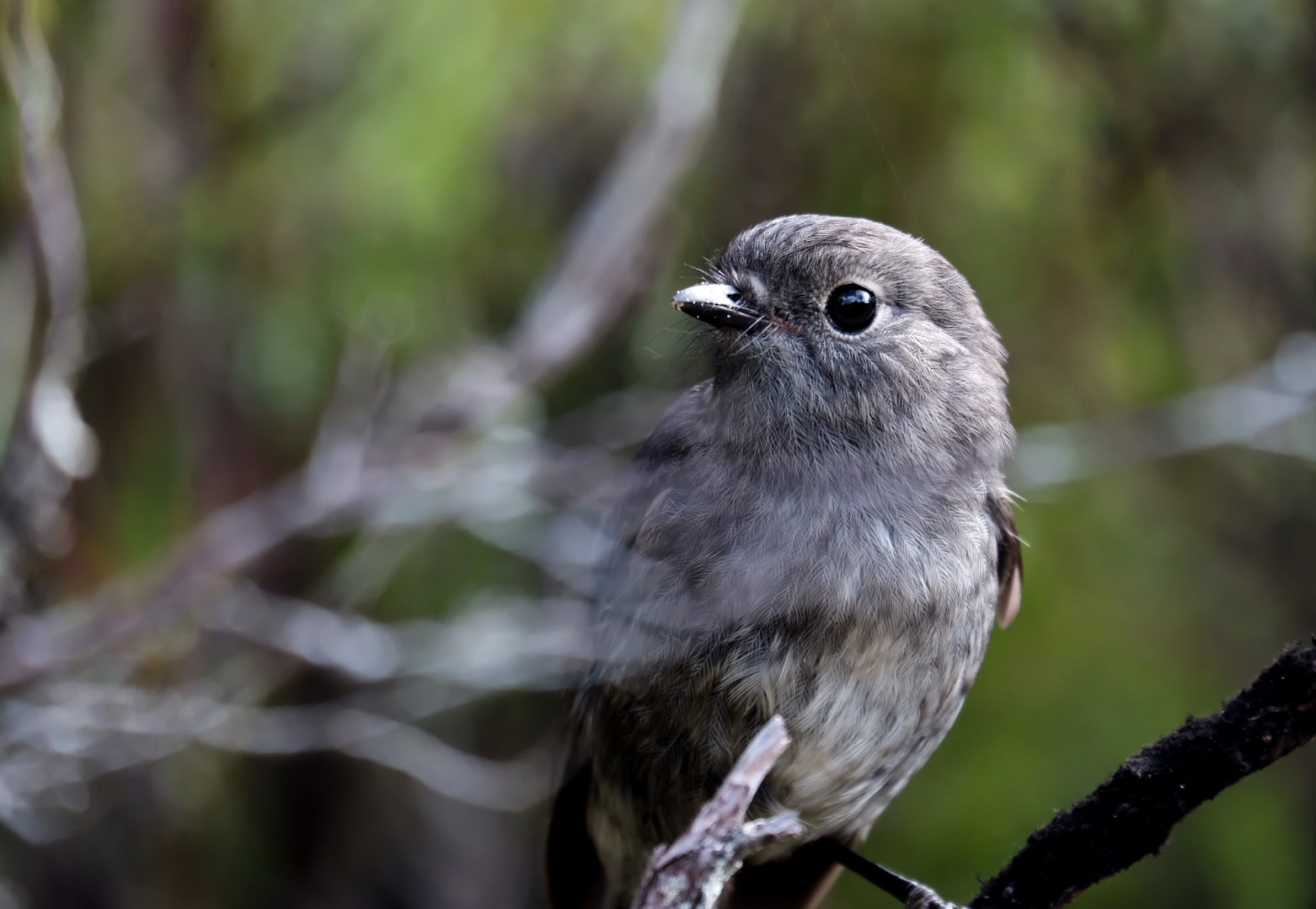 Must Do – Mason Bay, Stewart Island