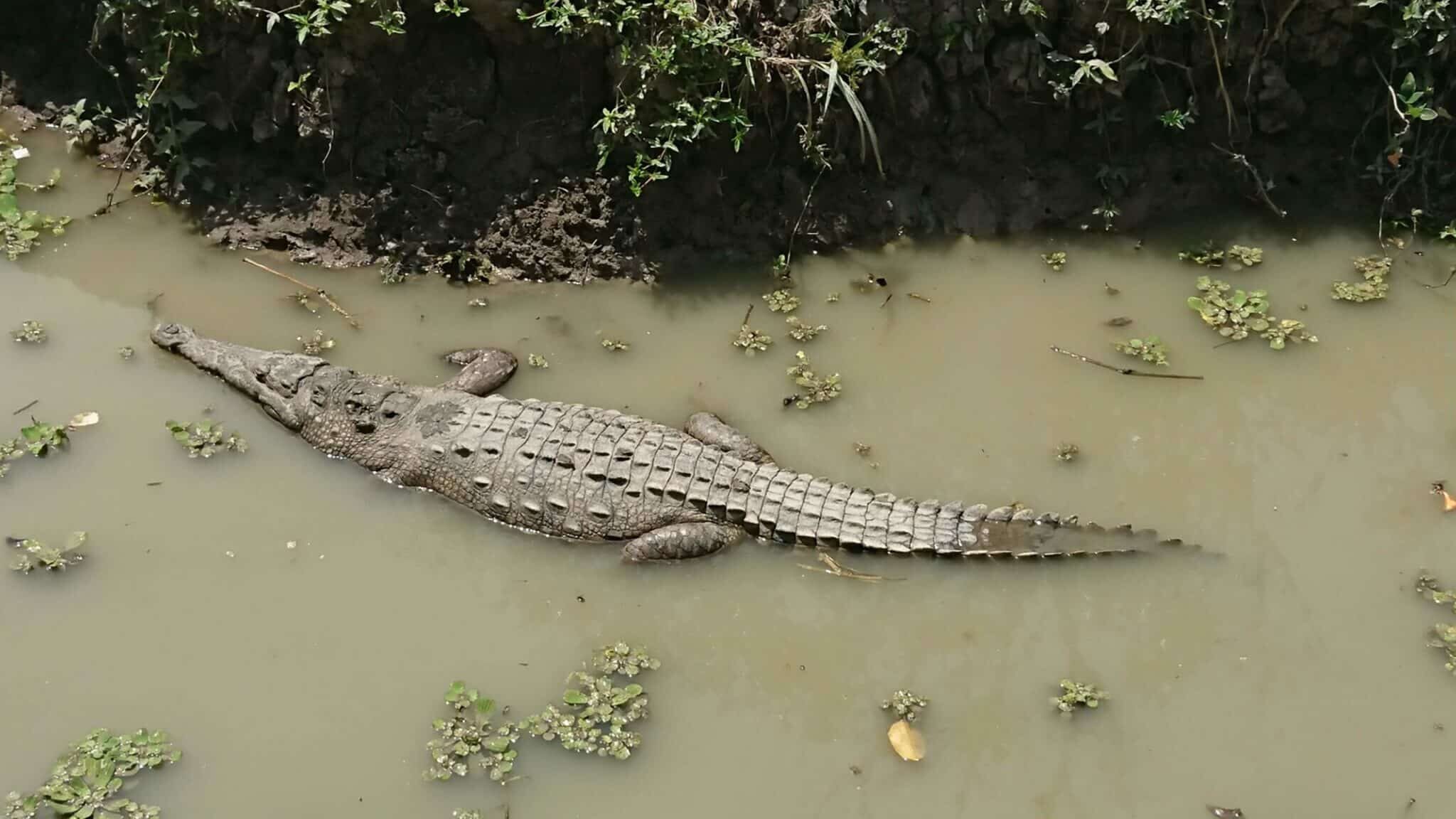 Santay Island between its Ecovillage and Crocodiles