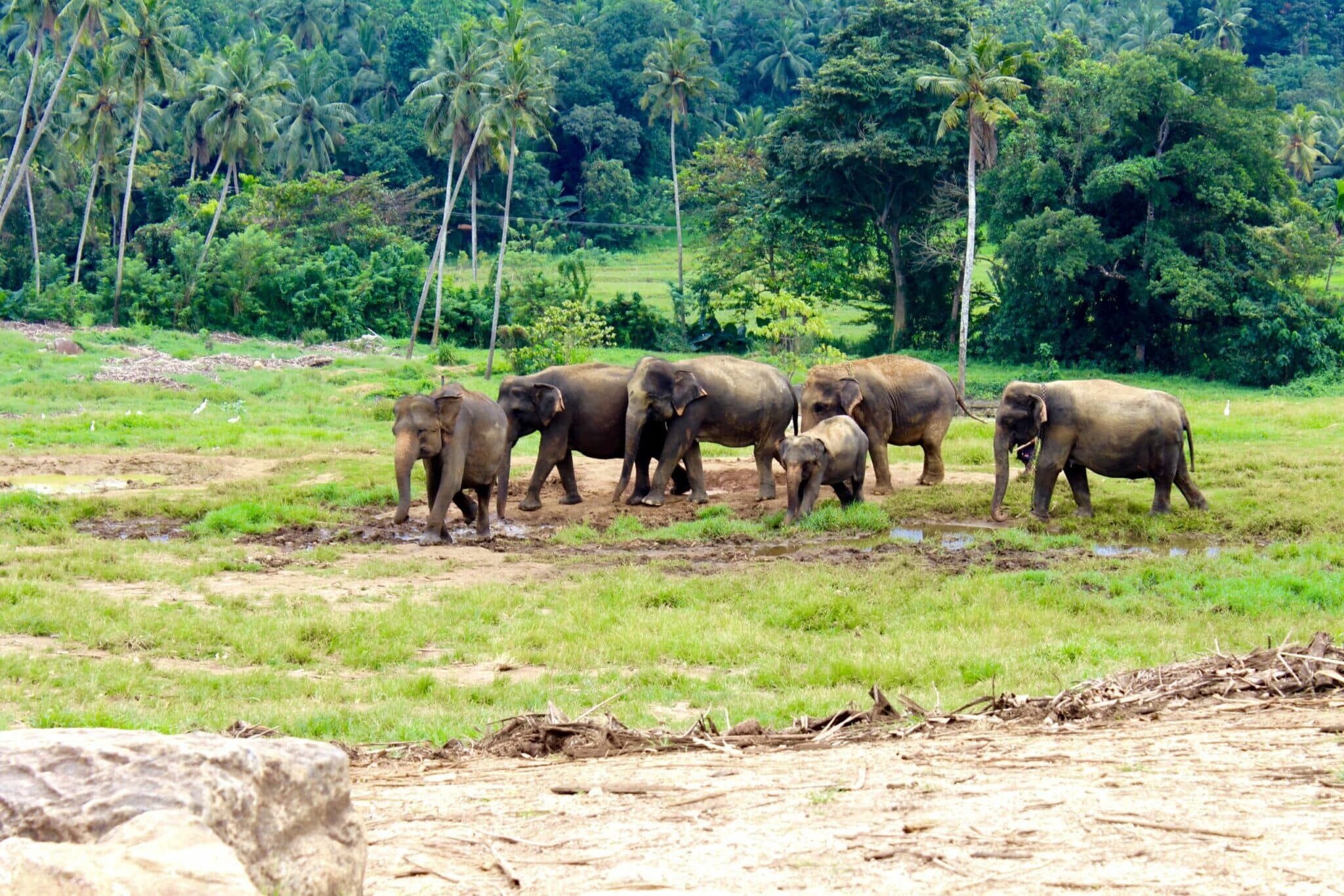 PINNAWALA ELEPHANT ORPHANAGE