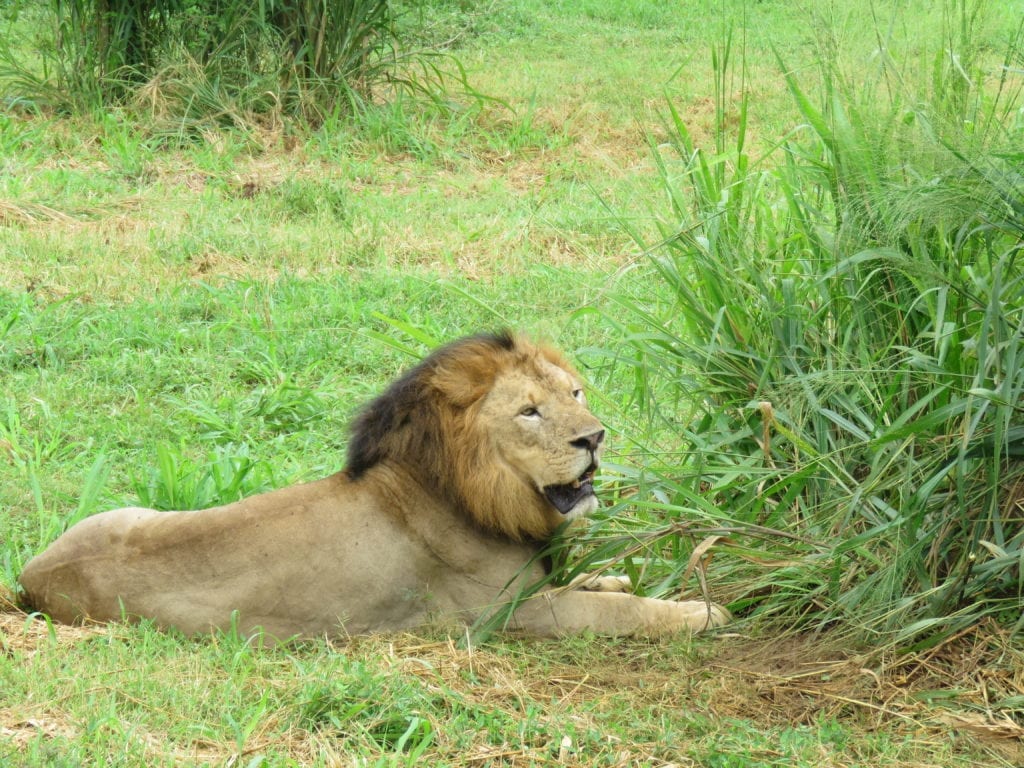 Ridiyagama Safari Park : The Kingdom of Animals | Traxplorio
