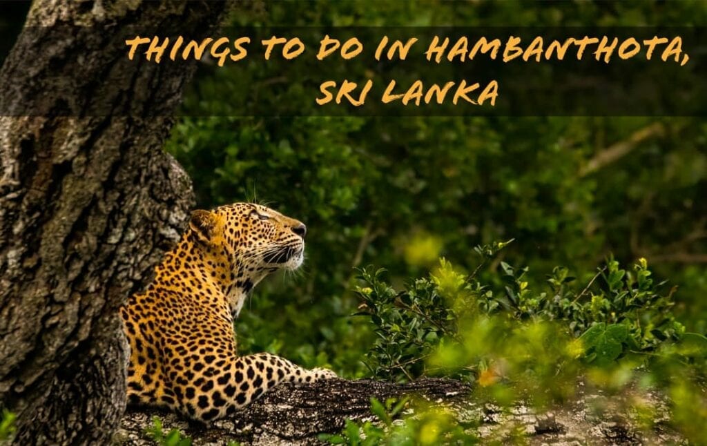 THINGS TO DO IN HAMBANTHOTA, SRI LANKA