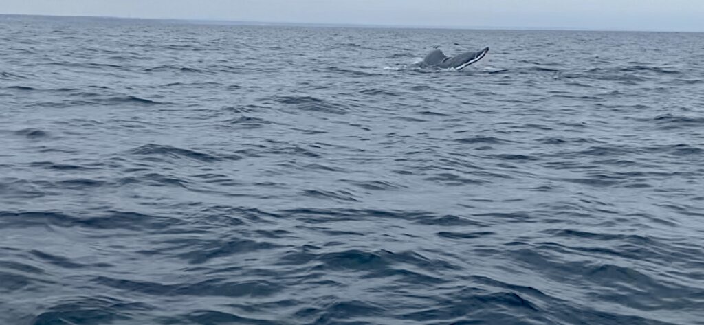 Humpback whales in Ecuador