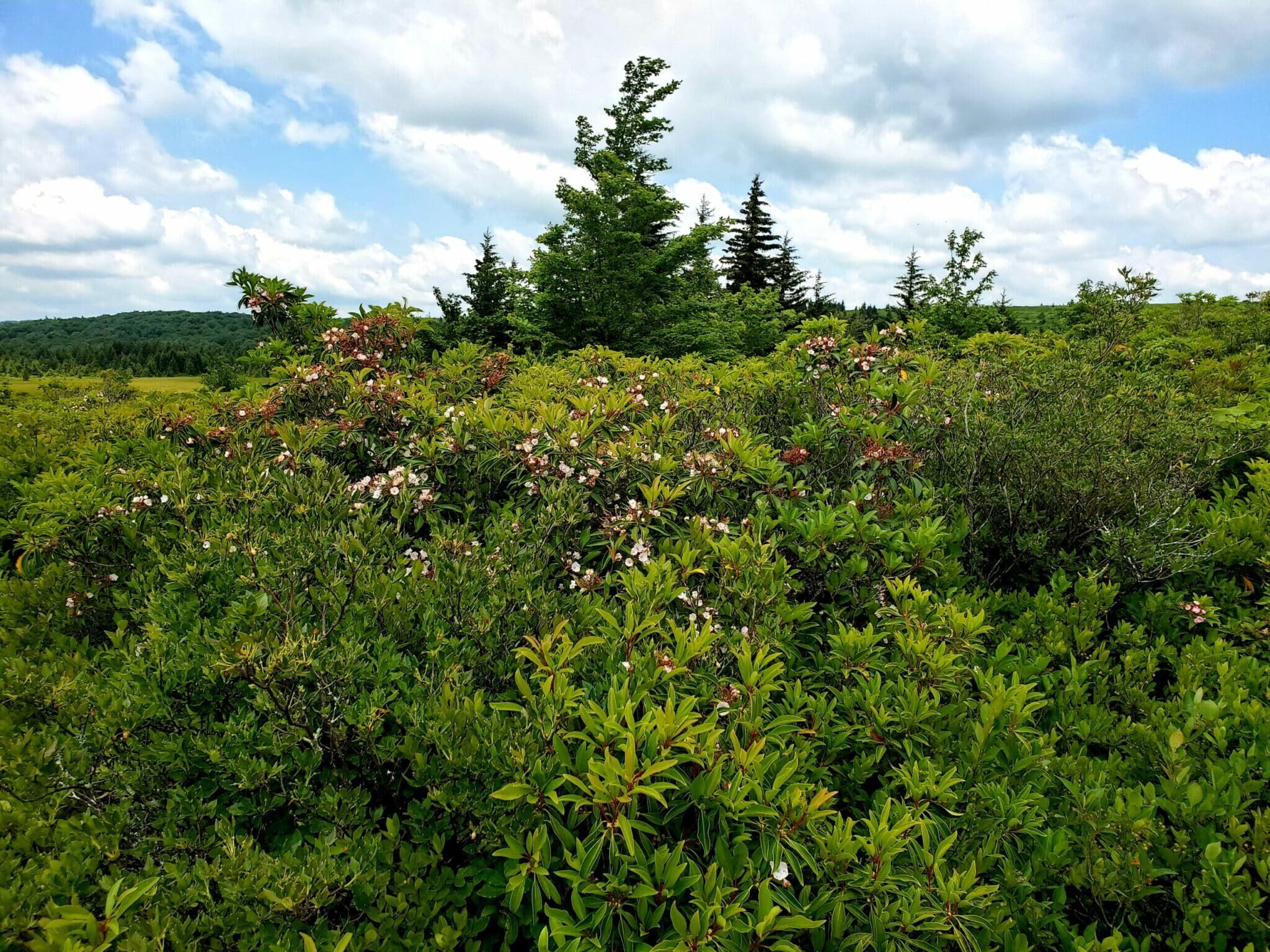 The Dolly Sods Wilderness.