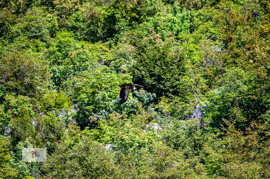 Cornino lake, griffon vulture in flight