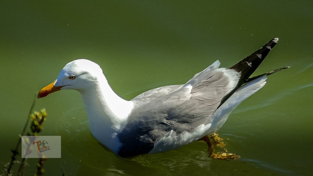 Comacchio: a seagull