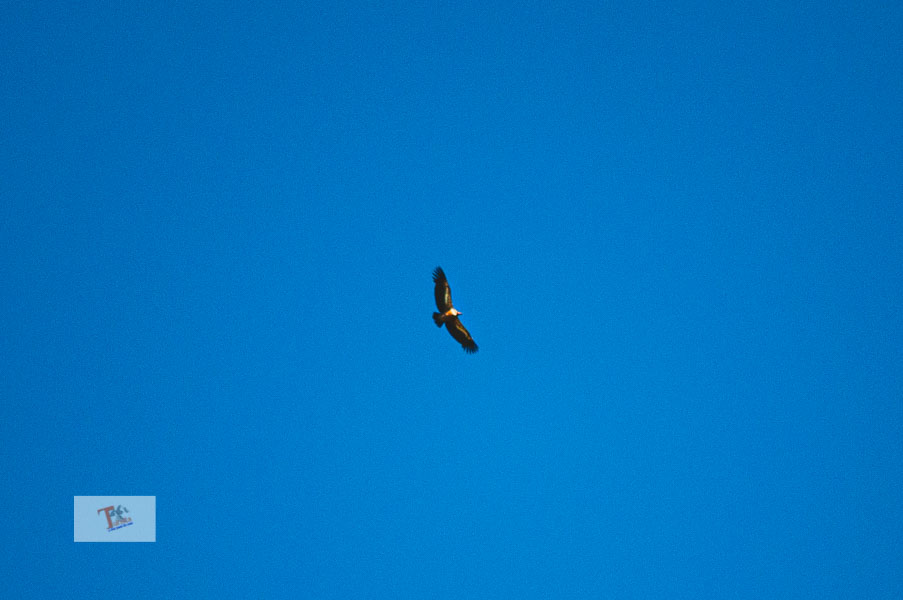 Capo Caccia: a griffon vulture