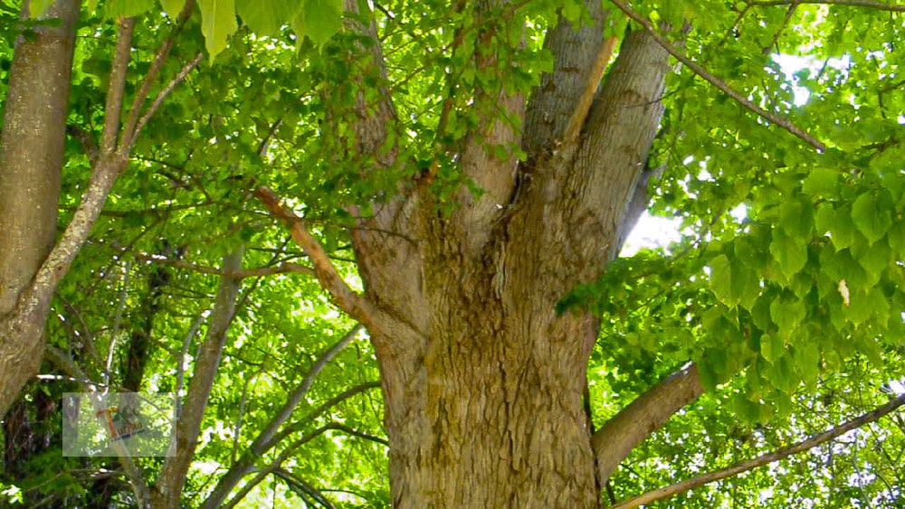 Popoli, Sorgenti del Pescara Nature Reserve, centuries-old tree